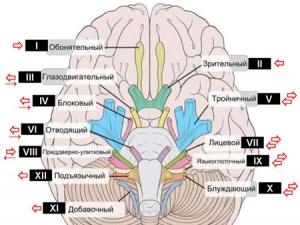 Задний мозг (metencephalon)